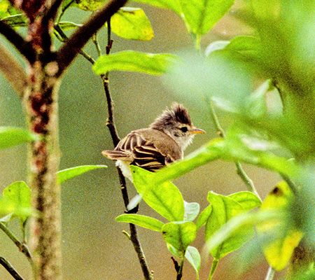 Southern Beardless Tyrannulet(LoOnGgFCamptostoma obsoletum)