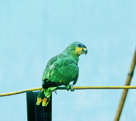 Orange-winged Amazon(Amazona@AmazonicaFL\f{EVCR) 