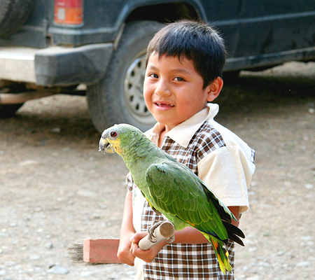 Orange-winged Amazon(Amazona@AmazonicaFL\f{EVCR) 