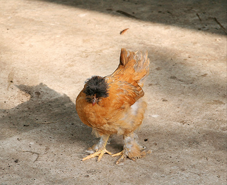 Gallina de variedad peruana & Gato con barba(y[̎{Ɗ{颂̒L)