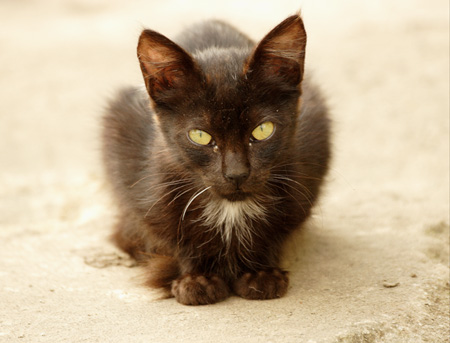 Gallina de variedad peruana & Gato con barba(y[̎{Ɗ{颂̒L)