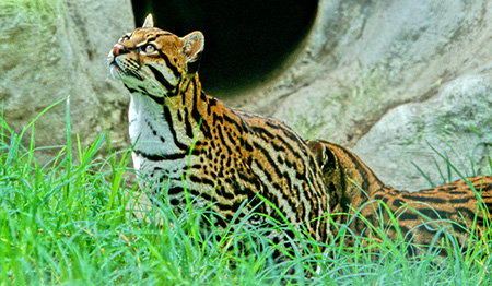 Ocelot(IZbgFLeopardus pardalis)