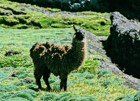 Llama(Lama glama:})