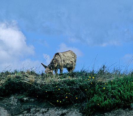 Donkey(Equus asinus: o)