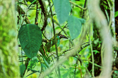 Crimson-rumped Toucanet (RVAJ~h`EnVFAulacorhynchus haematopygus)