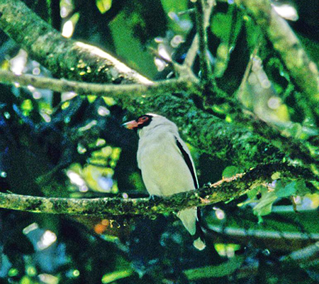 Masked Tityra (TJcnOhFTityra semifasciata) 