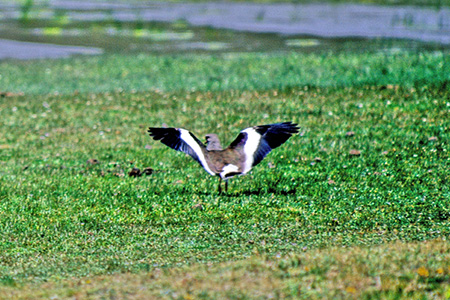 Andean Lapwing (AfXcoQFVanellus Resplendens)