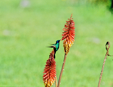 Sparkling Violetear(AI~~n`hFColibri coruscans)