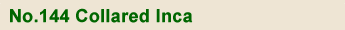 No.144 Collared Inca 